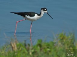 Florida_2007-2008-051